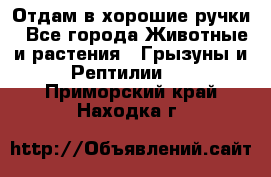 Отдам в хорошие ручки - Все города Животные и растения » Грызуны и Рептилии   . Приморский край,Находка г.